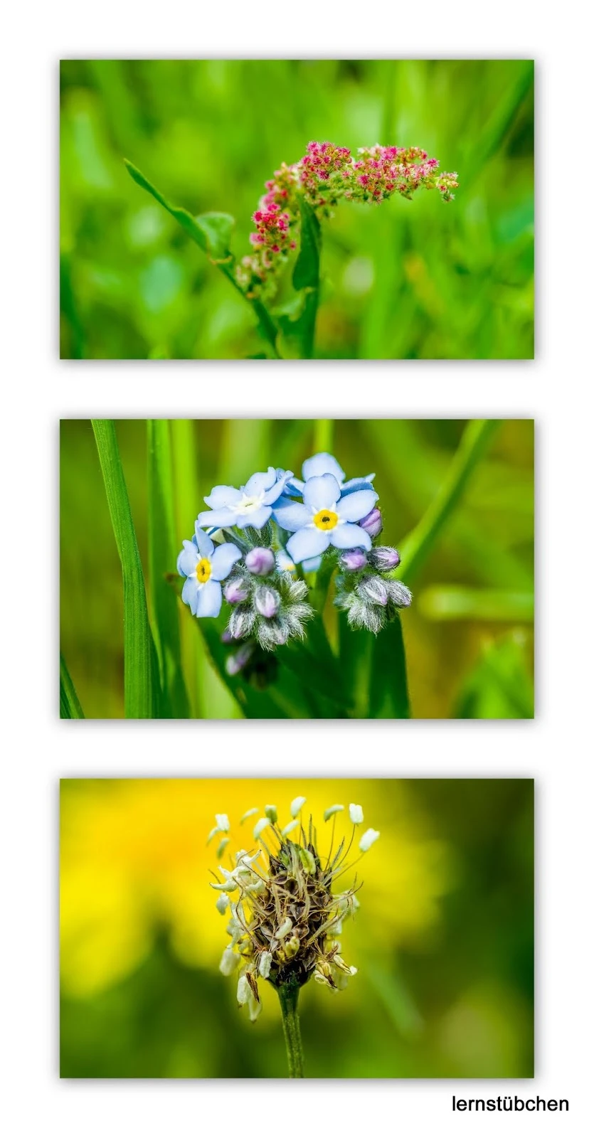Blumen auf der Wiese Ostern 2019.jpeg